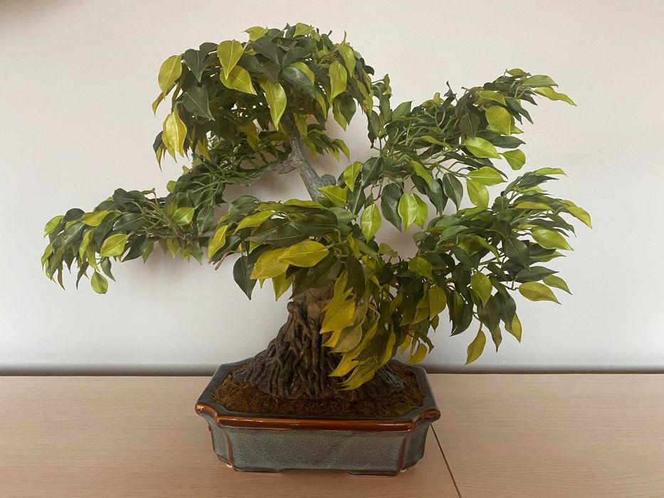 Drzewko Bonsai (sztuczne)