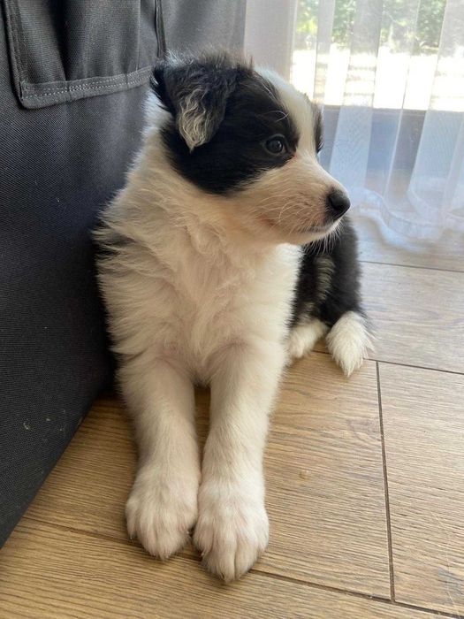 Piękny szczeniak Border Collie