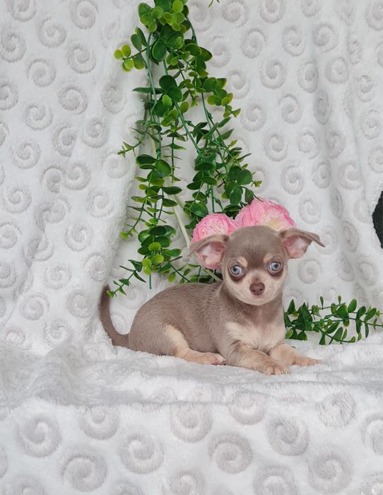 Excelente mini lilac tan Chihuahua/Chiuaua Linhagem Russa,Qualidade