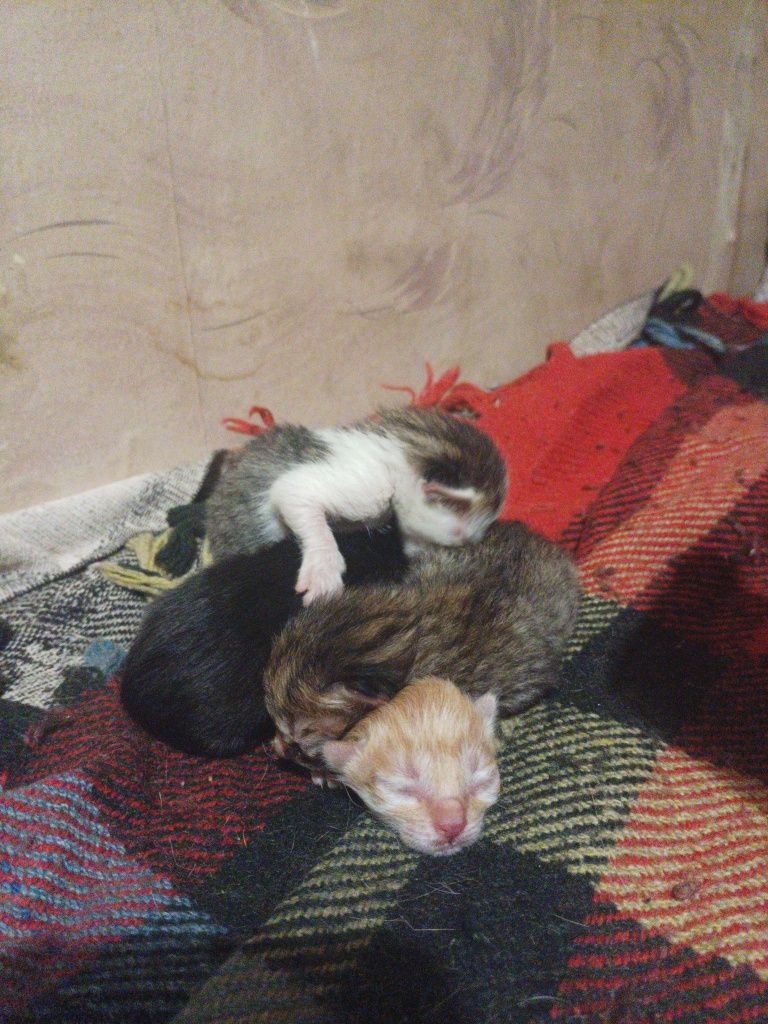 Потрібна допомога котикам кормом