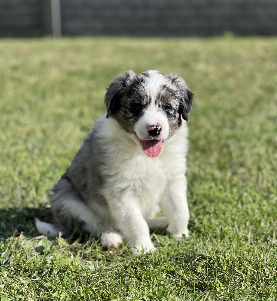Border Collie - Piesek Blue Merle