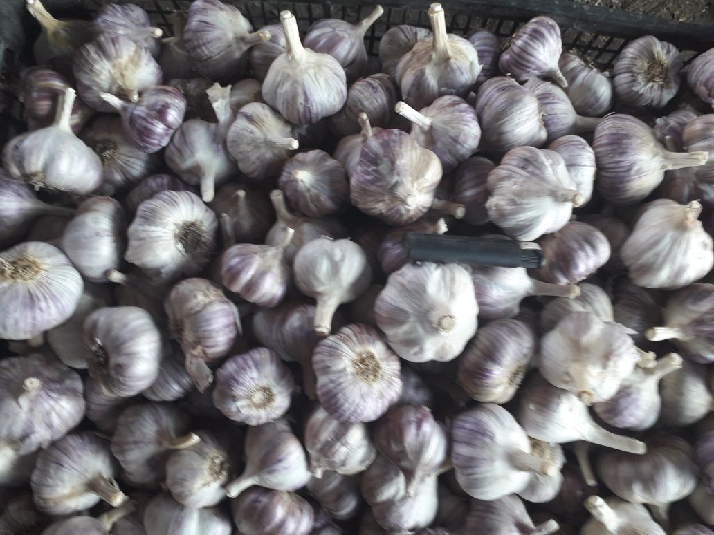 Продам чеснок некалиброваный