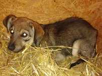 Przerażone psie dzieci do pilnej adopcji, w schronisku nie mają szans