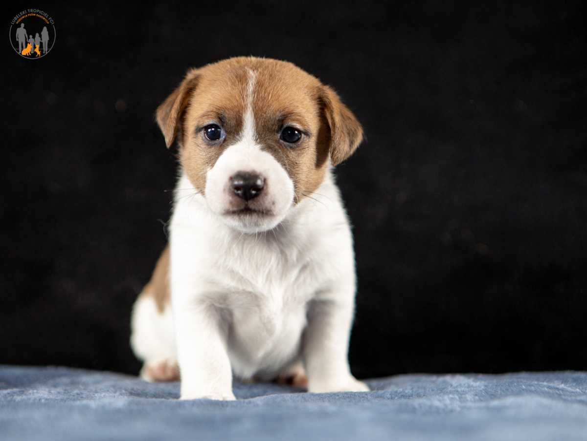 Jack Russell Terrier ZKwP FCI