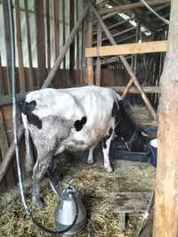 Krowa mleczna po drugim ocieleniu