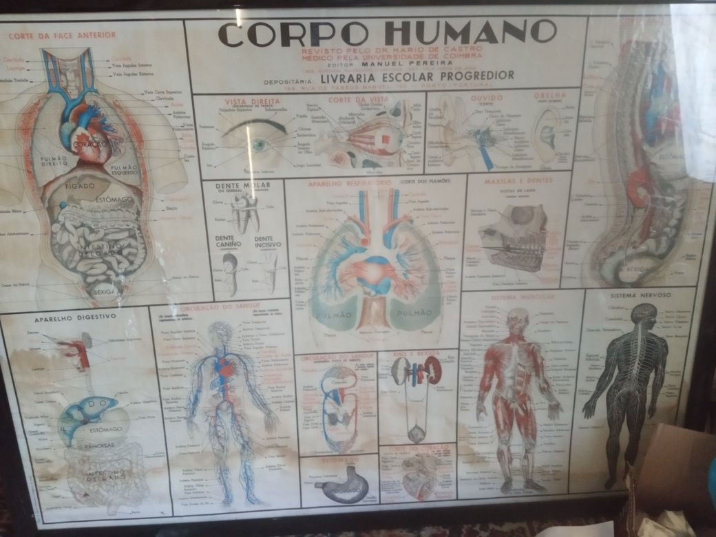 Mapa litográfico do corpo humano