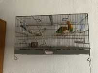 Gaiola com 2 agraponis fisher