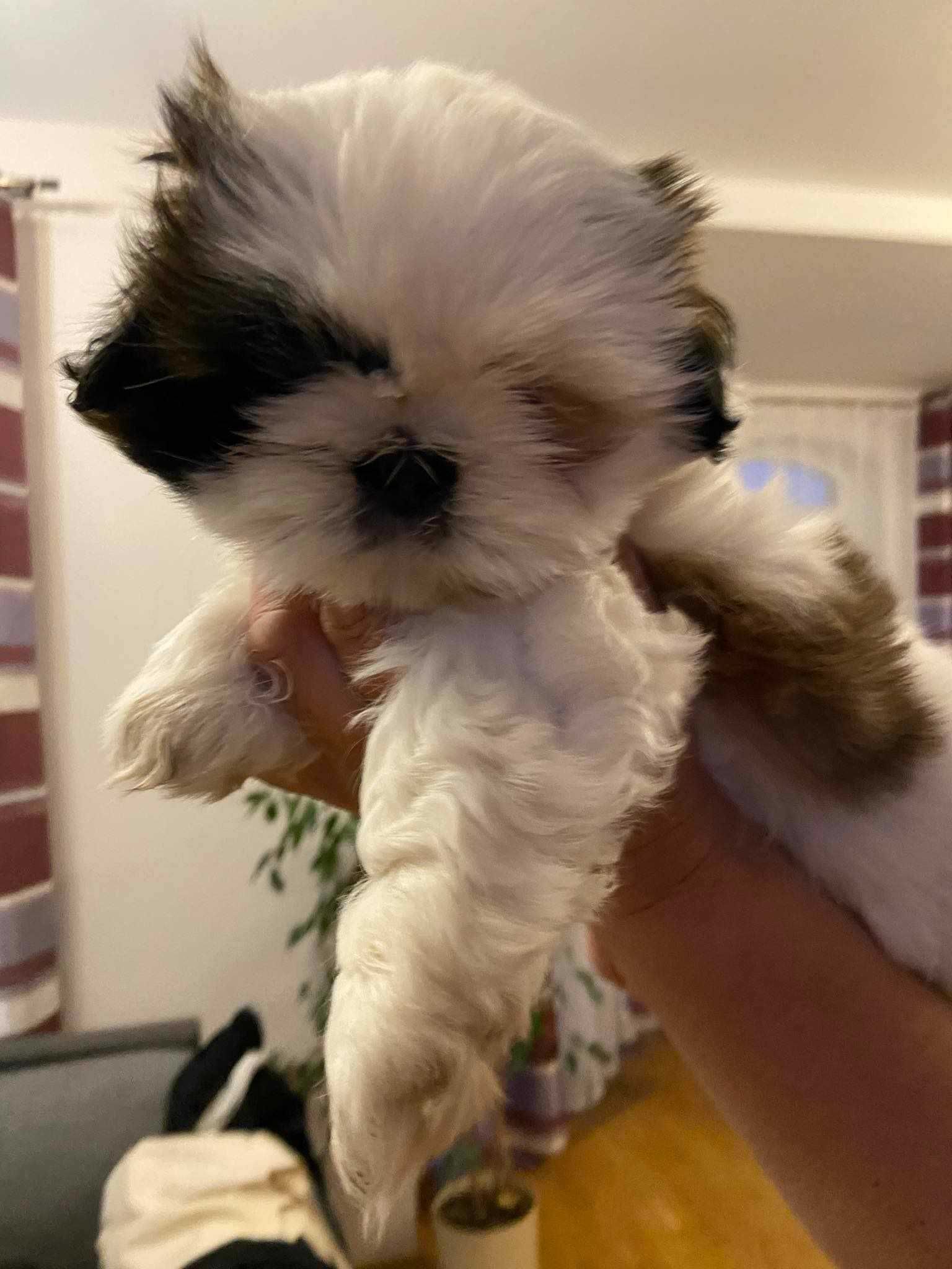 Piękna suczka Shih tzu szuka domu