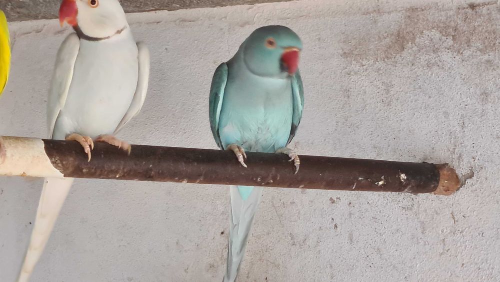 Casal de Ring Neck reprodutor