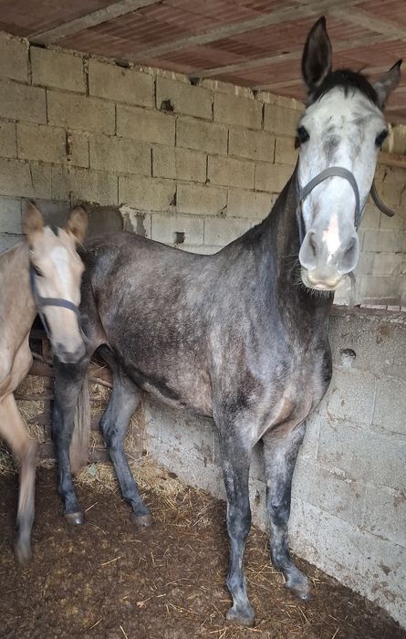 Vendo égua PSL pontuada