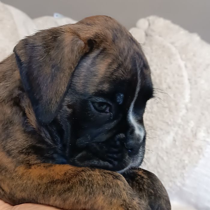 bokser  szczeniak pręgowany