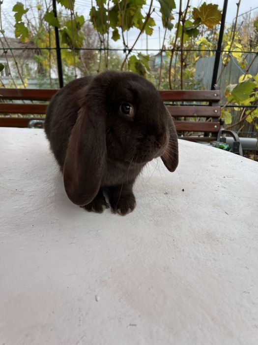 Кролиця порода Баран