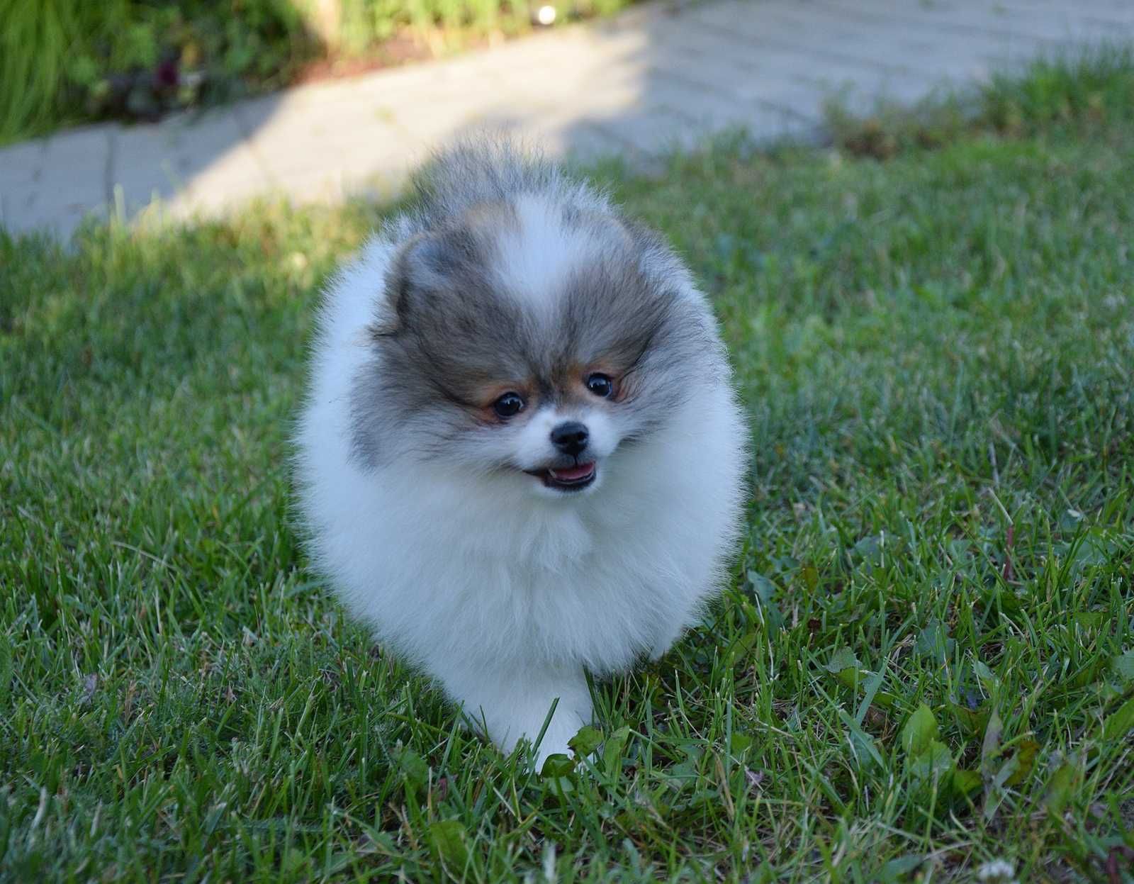 Nefryt - puchaty piesek Pomeranian parti color