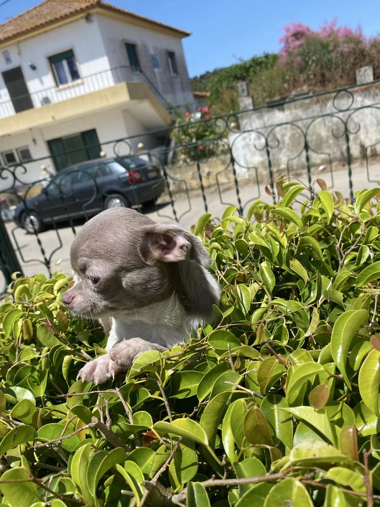 Chihuahua macho  excelente