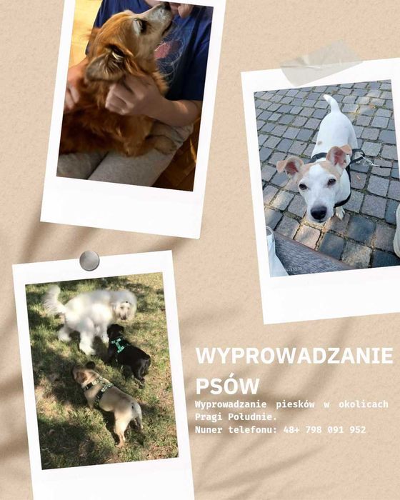 Wyprowadzanie piesków
