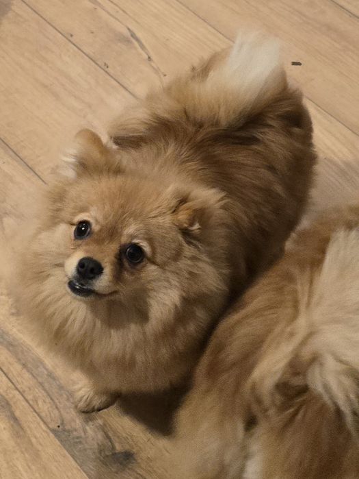 Pomeranian suczka szpic miniaturowy zkwp FCI