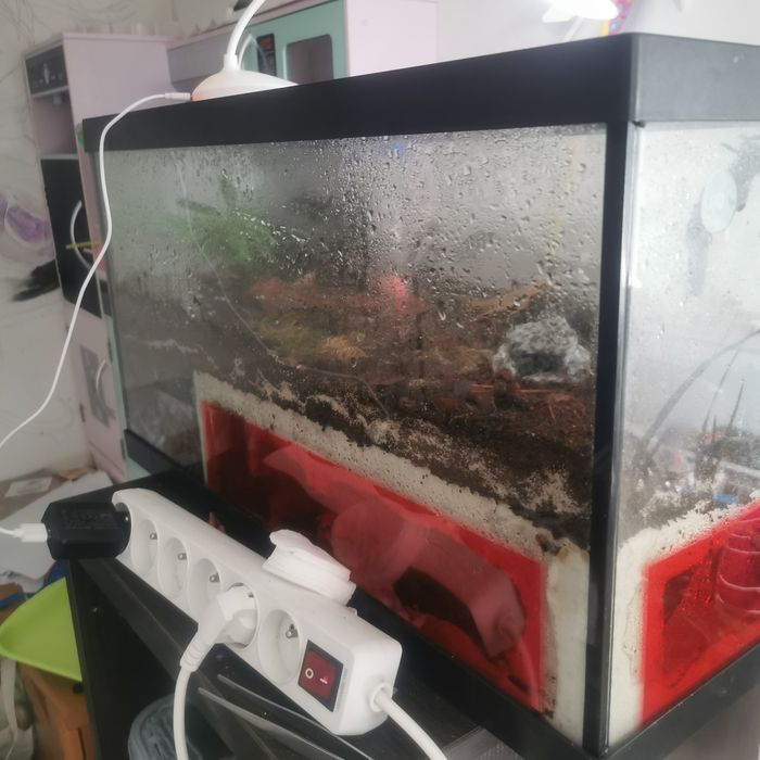 Biotop+herpagnathos venator