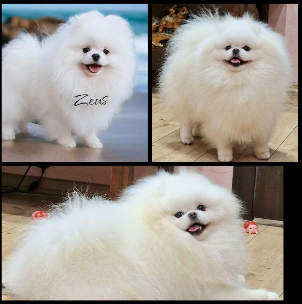 Szpic miniaturowy FCI Pomeranian ZKwP BOO