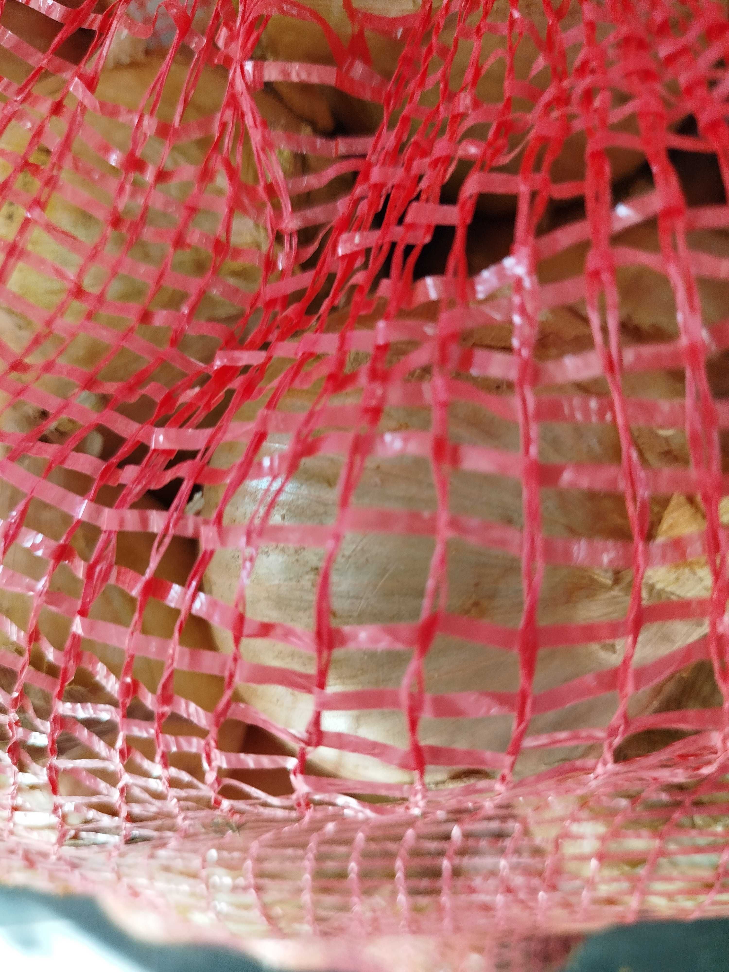 Cebola nova Portuguesa