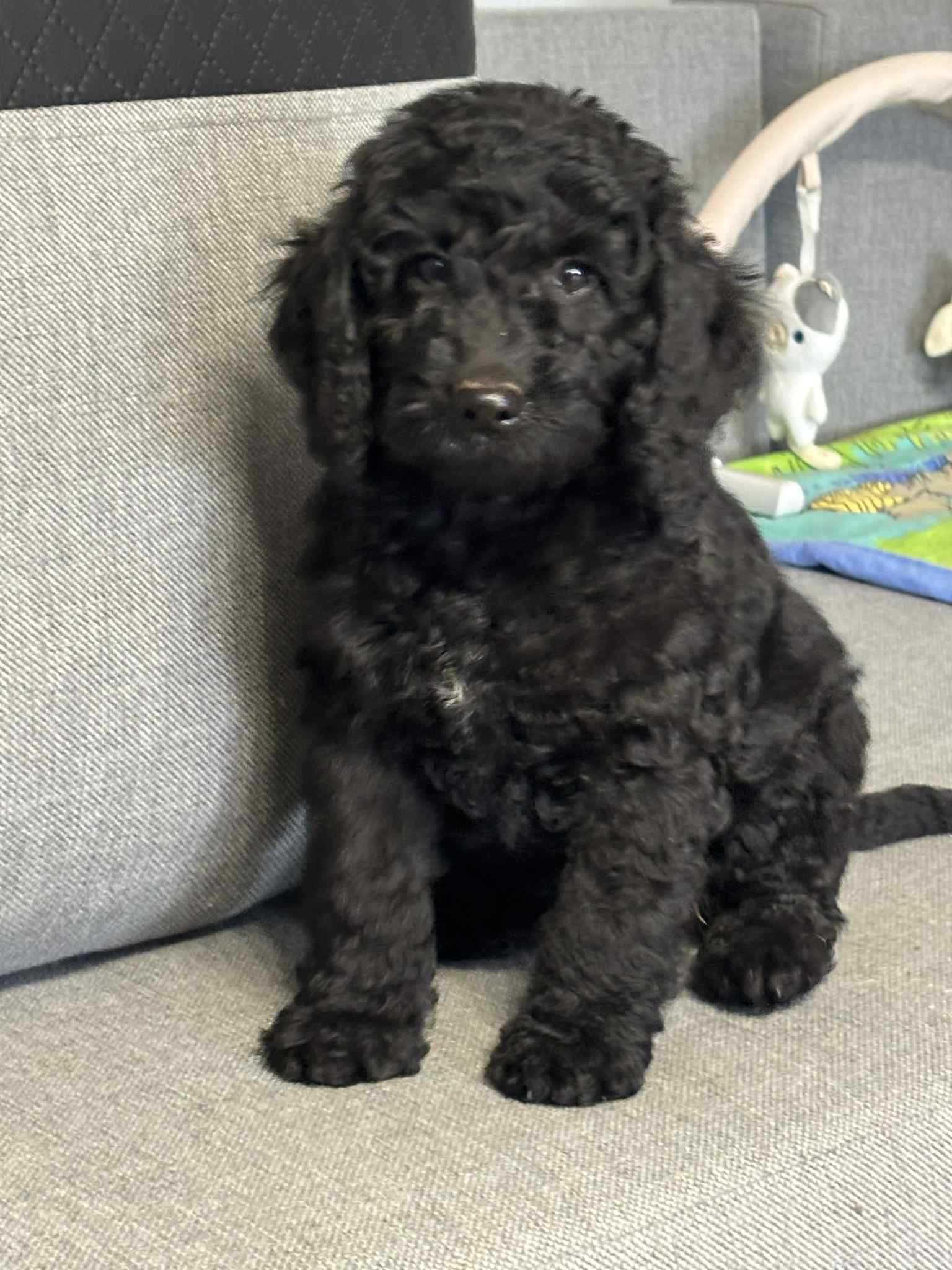 Cockapoo f1b-Piesek