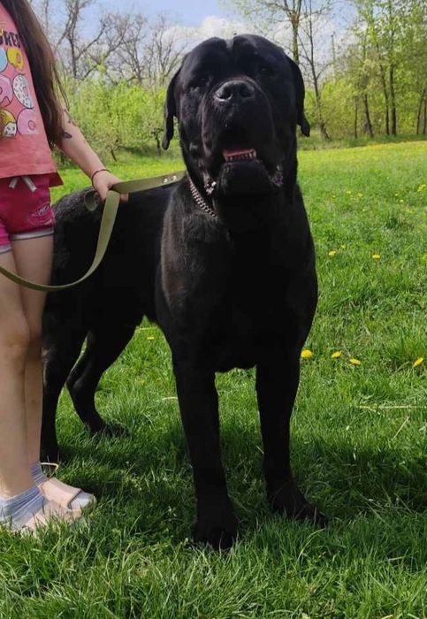 З розплідника. Чорний кобель кане корсо для в'язки