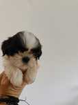 Piesek czarno biały Shih Tzu