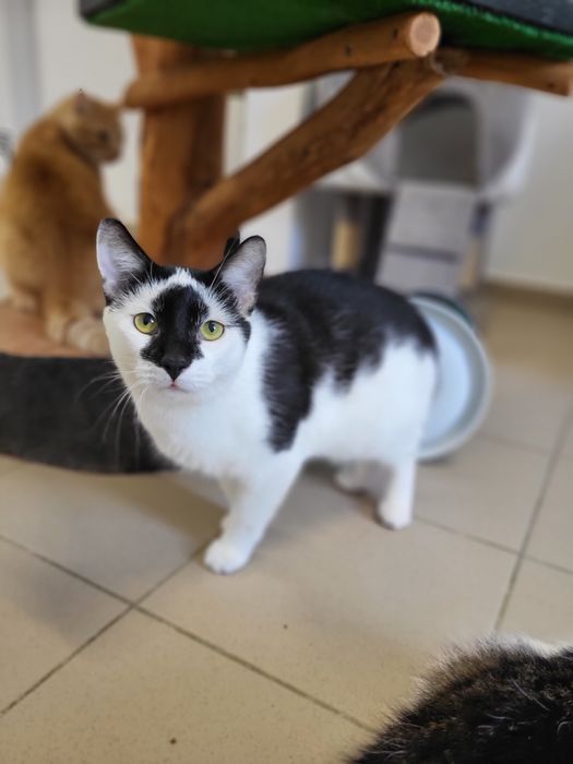 Młody kocurek Stix do adopcji