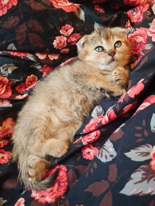 Piękny kocurek szkocki kłapouchy