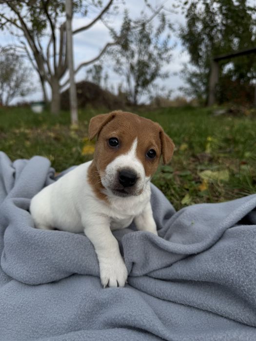 Джек Рассел Тер’єр