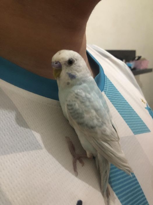 Periquito domésticado/criado a mão