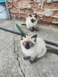 Коти ,Невськая маскарадна