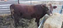 Macho Red Angus Puro 26 meses