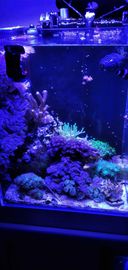 Koralowce dunka zielona lub niebieska