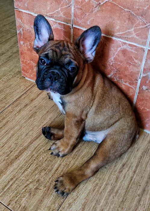 Щенки Французского бульдога