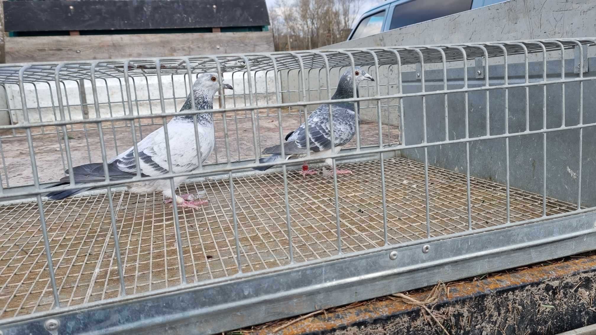 Gołębie Pocztowe szpaki po M.T.M PAŁKA