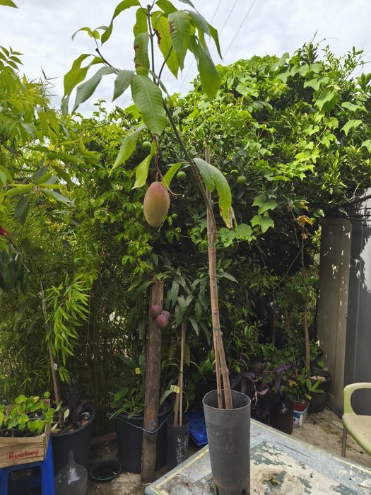Árvores exóticos  tropicais e comuns