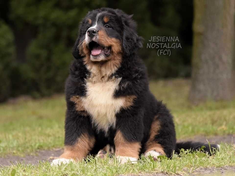 BERNEŃSKI pies pasterski ZKwP - NEMO Jesienna Nostalgia (FCI) - piesek
