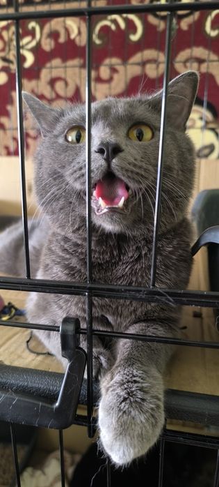 Ласковый молодой британский кот ищет любящую ответственную СЕМЬЮ Киеве