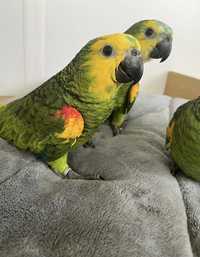 Говорящі папуги,пташенята амазони синьолобі