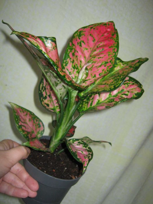 аглаонема есть много сортов детки, молодые кустики