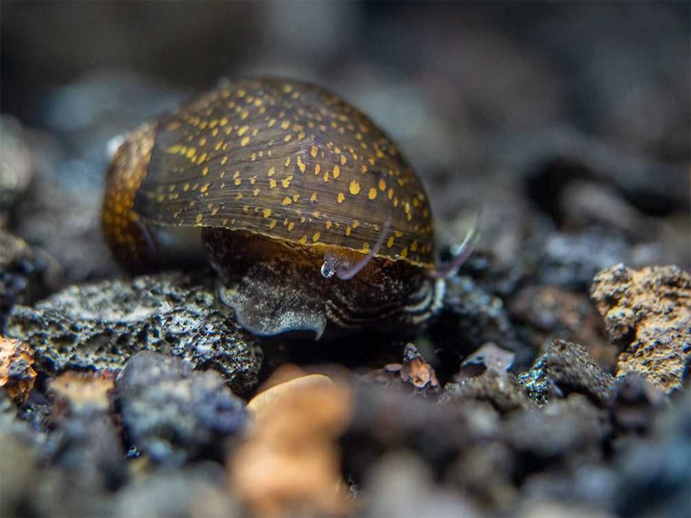 Ślimak Neritina TIGER - Neritina variegata - dowóz, wysyłka