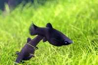 Чорна молінезія акваріумна рибка