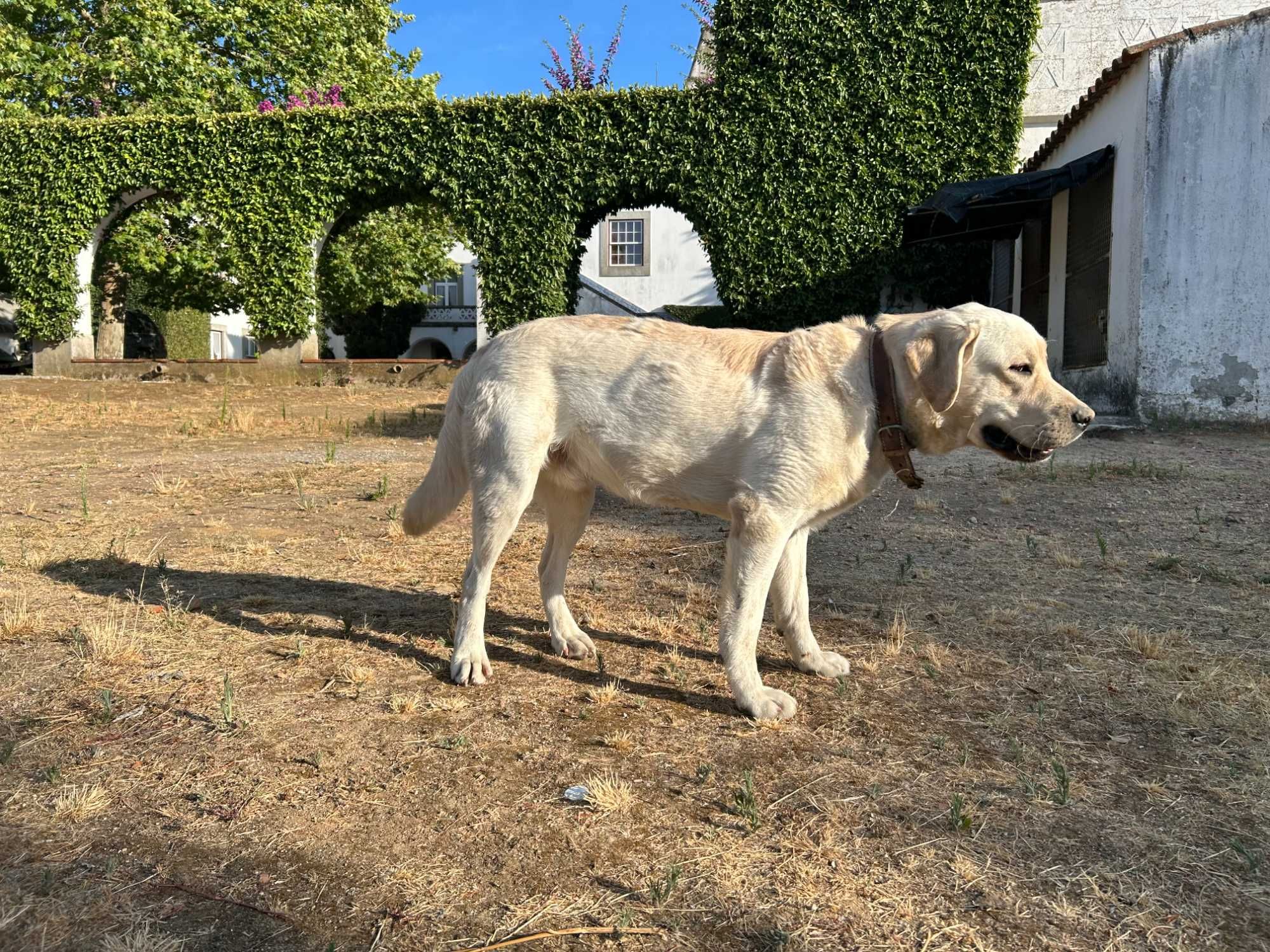 Cão labrador Retriver com 1 ano