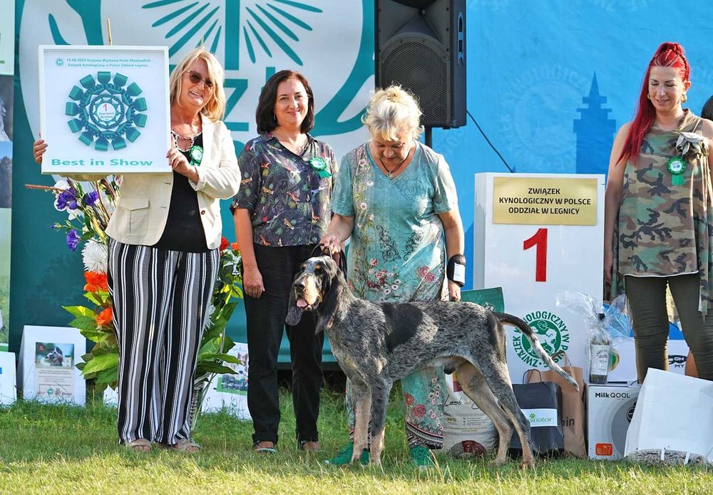 Duży Gończy Gaskoński jak Bloodhound i Bracco italiano ZKwP FCI