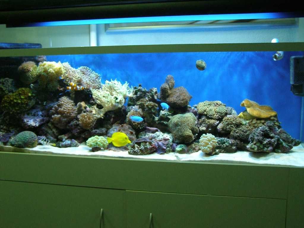 Морской и пресноводный аквариум. Под заказ. Ремонт. Обслуживание