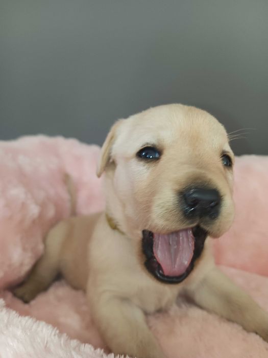 Labrador rodzinno-domowy, badania, RTG, genetyka -ZAPOWIEDŹ miotu