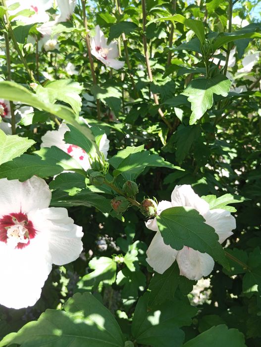 Продам саженцы гибискуса.,2 вида.