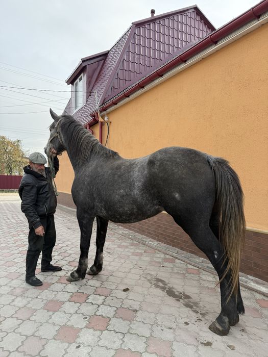Продам кобилу 6 років 1.70 на лінійку 700кг