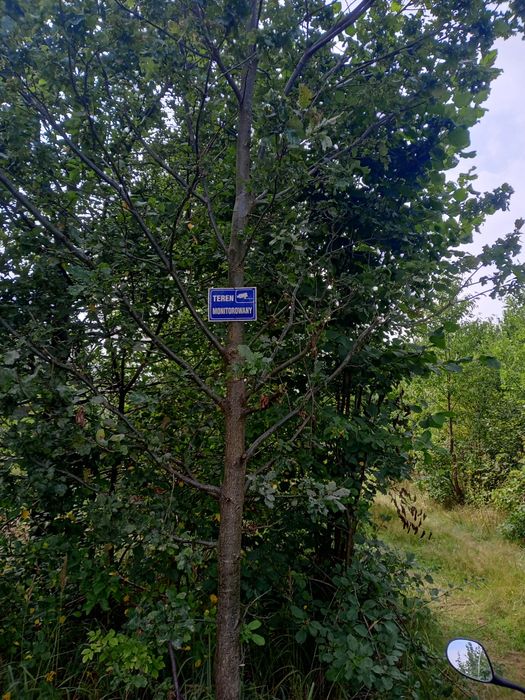 Opał drzewo gałęziówka