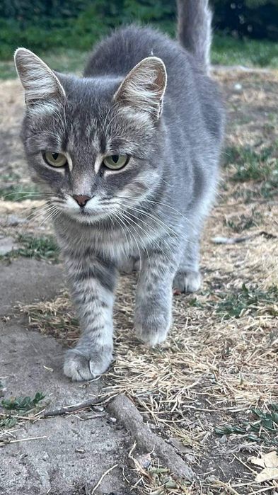 Отдам серую вискасную кошку, стерилизована, 1,5 года